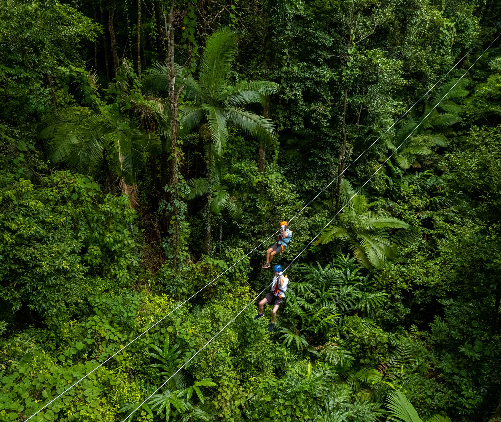 Treetops-Cape-Tribulation